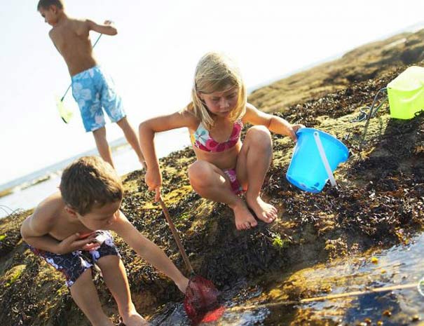 peche a pied vacances brem sur mer vendee